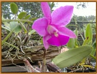 Orquidário - Habitat Orquideas