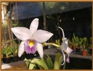 Orquidario - Habitat Orquideas