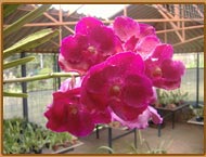 Orquidario - Habitat Orquideas