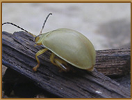 Arquitetura - Habitat Orquideas